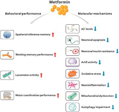 Novel targets and therapies of metformin in dementia: old drug, new insights